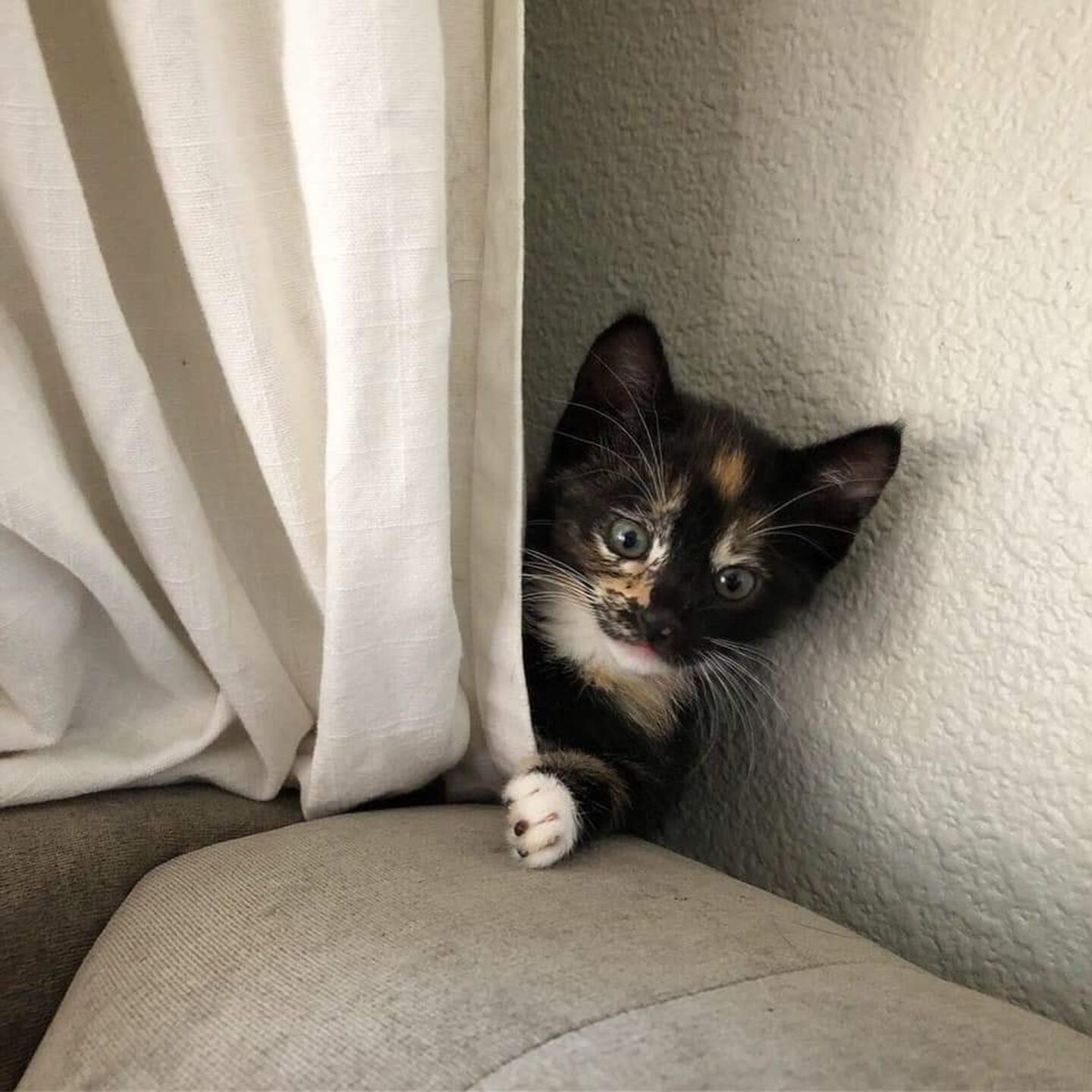Adopt a Pet | Sprinkles